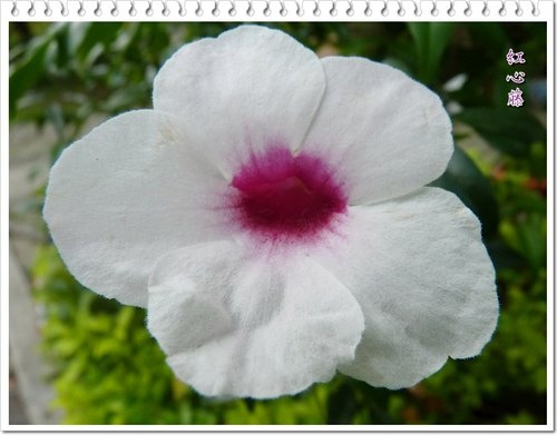 紫葳科-紅心藤06.jpg