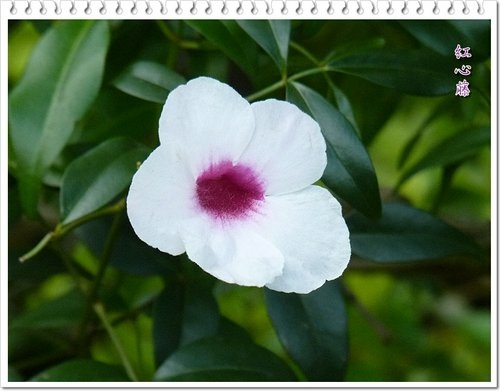 紫葳科-紅心藤12.jpg