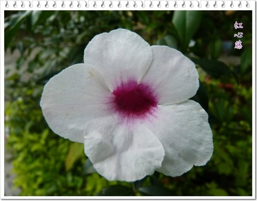 紫葳科-紅心藤13.jpg