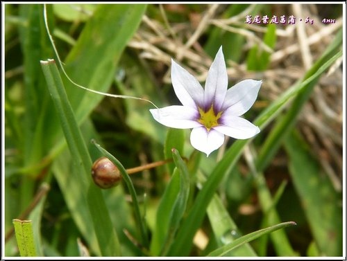 鳶尾科-鳶尾葉庭菖蒲08.jpg