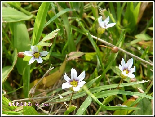 鳶尾科-鳶尾葉庭菖蒲07.jpg