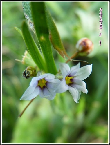 鳶尾科-鳶尾葉庭菖蒲11.jpg