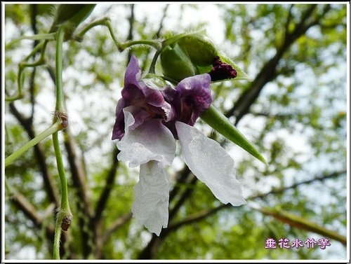 竹芋科-垂花水竹芋06.jpg