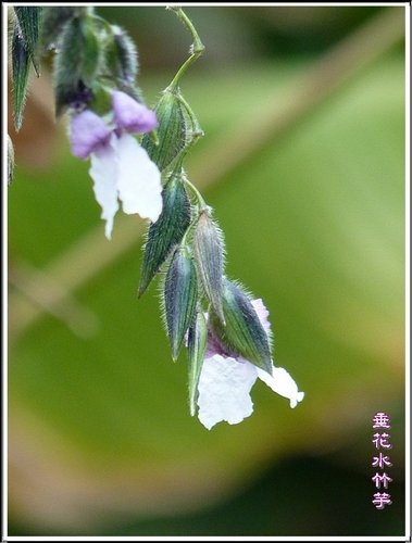 竹芋科-垂花水竹芋05.jpg