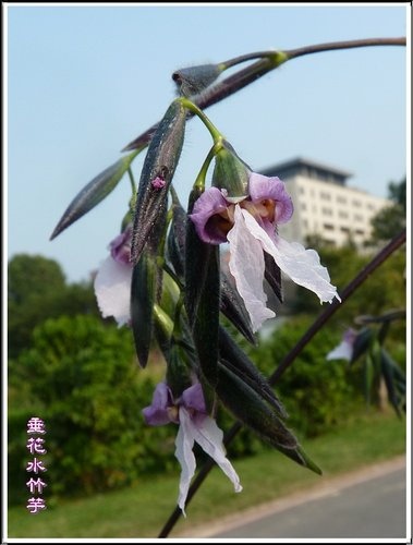 竹芋科-垂花水竹芋09.jpg