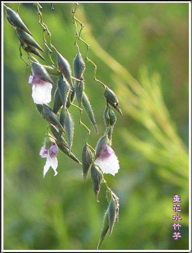 竹芋科-垂花水竹芋11.jpg