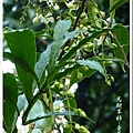 馬鞭草科-垂茉莉02.jpg