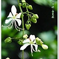 馬鞭草科-垂茉莉05.jpg