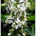 馬鞭草科-垂茉莉03.jpg