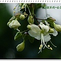 馬鞭草科-垂茉莉07.jpg