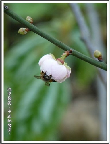 薔薇科-純香梅花01.jpg