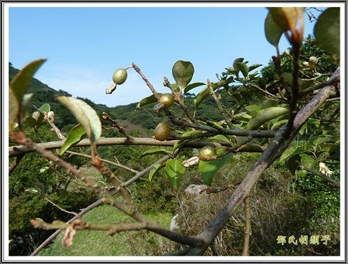 胡頹子科-鄧氏胡頹子15.jpg