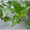 馬鞭草科-苦林盤07.jpg