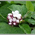 馬鞭草科-臭茉莉01.jpg