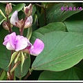 豆科-紫花鵲豆(肉豆)02.jpg