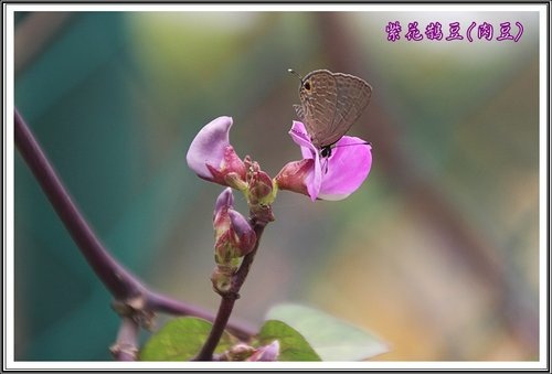 豆科-紫花鵲豆(肉豆)09.jpg