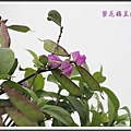 豆科-紫花鵲豆(肉豆)11.jpg