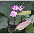 豆科-紫花鵲豆(肉豆)13.jpg