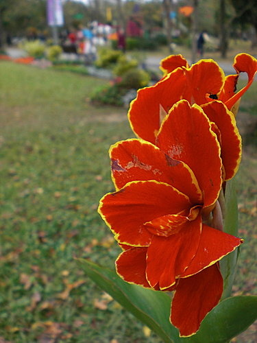 大安森林公園~~花草篇08.jpg