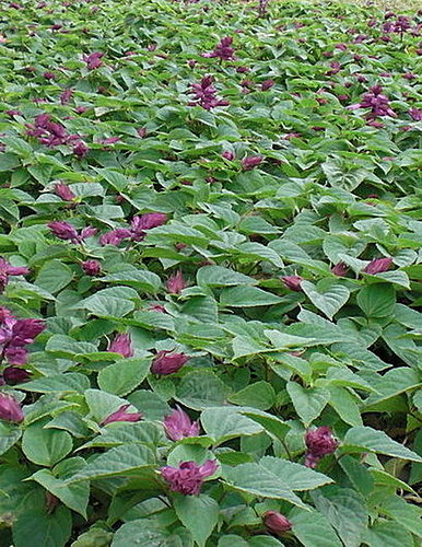 大安森林公園~~花草篇16.jpg