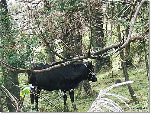 小油坑.擎天崗.冷水坑看山&賞秋芒16.jpg