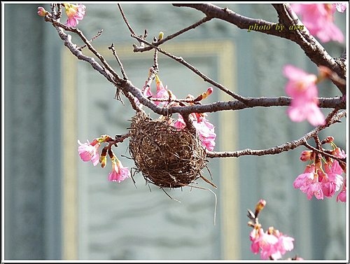 山櫻花與綠繡眼14.jpg