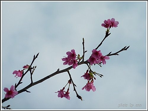 藍天下的山櫻花08.jpg