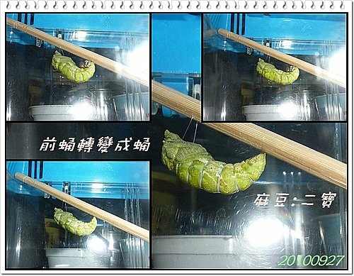 無尾鳳蝶飼育記07.jpg