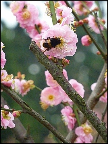 紅梅香~牠知道01.jpg