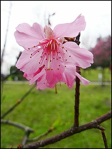 山櫻花(中正紀念堂)11.jpg