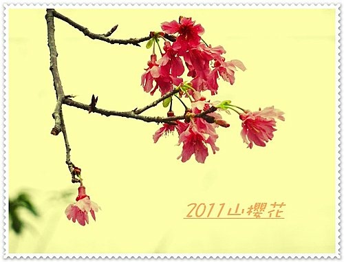 山櫻花(中正紀念堂)28.jpg