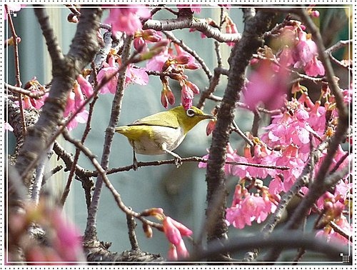 櫻花(關渡宮)25.jpg