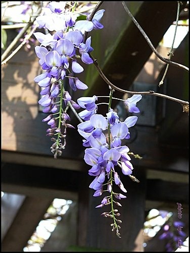 春天ㄟ花蕊~紫藤11.jpg
