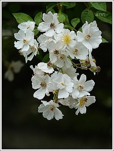 春天ㄟ花蕊-野薔薇11.jpg