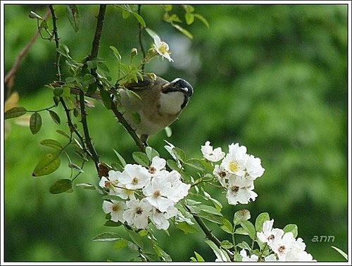 春天ㄟ花蕊-野薔薇15.jpg