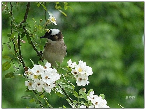 春天ㄟ花蕊-野薔薇17.jpg