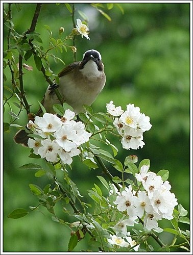 春天ㄟ花蕊-野薔薇19.jpg