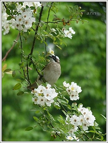 春天ㄟ花蕊-野薔薇20.jpg