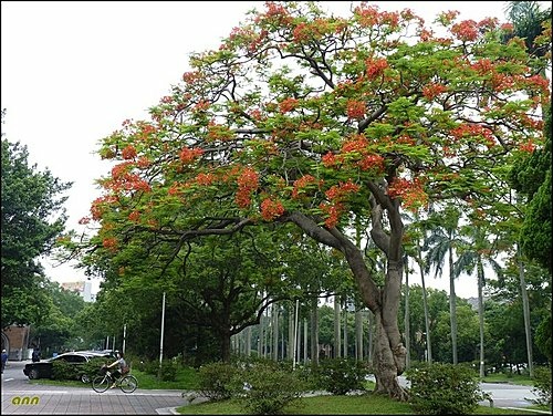 鳳凰花開01.jpg