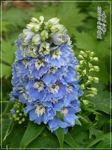 2011台北花卉展~青年公園(二)22.jpg