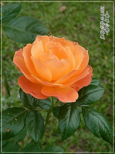 2011台北花卉展~青年公園(二)38.jpg