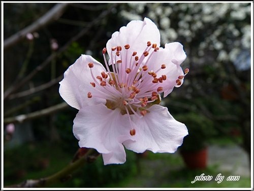 賞花~桃花&李花02.jpg