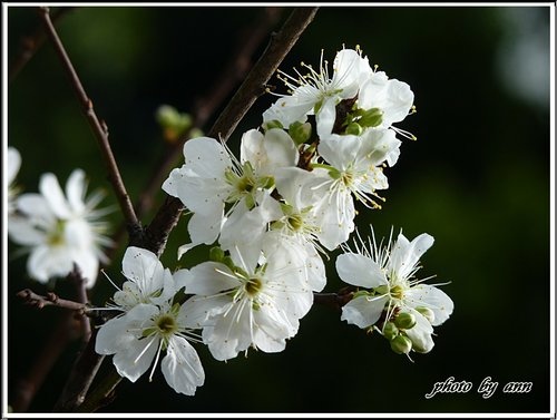 賞花~桃花&李花05.jpg