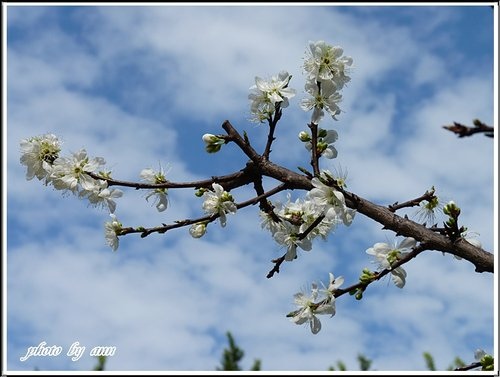 賞花~桃花%26;李花10.jpg