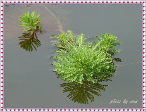 幸福水漾公園的2月天25.jpg