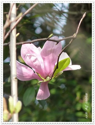 辛夷 開花了06.jpg