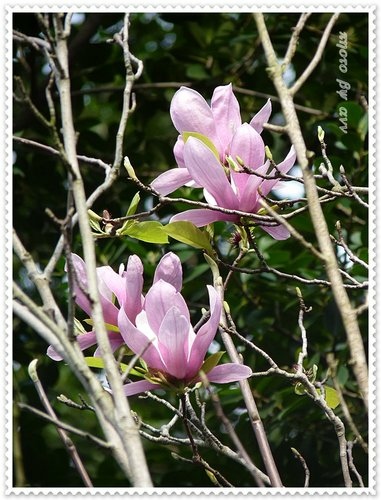 辛夷 開花了15.jpg