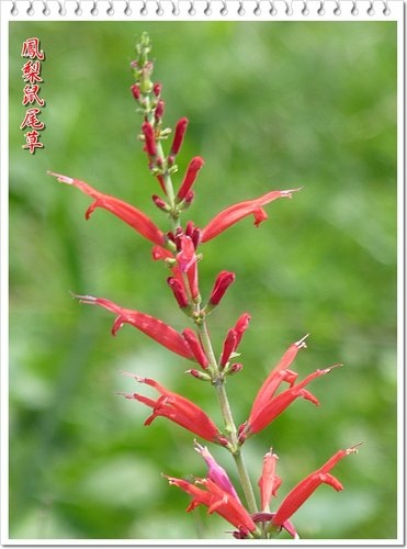 2012鳳梨鼠尾草。印度莕菜。木玫瑰果實02.jpg