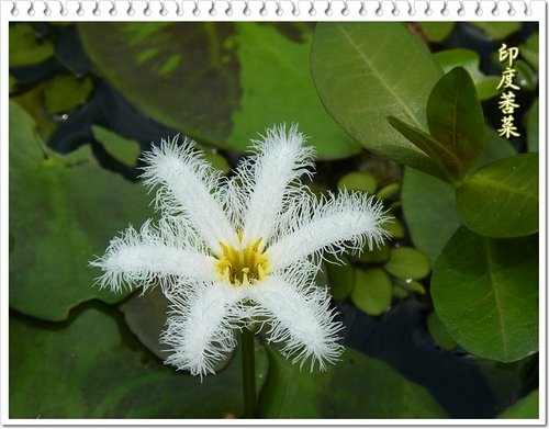 2012鳳梨鼠尾草。印度莕菜。木玫瑰果實11.jpg