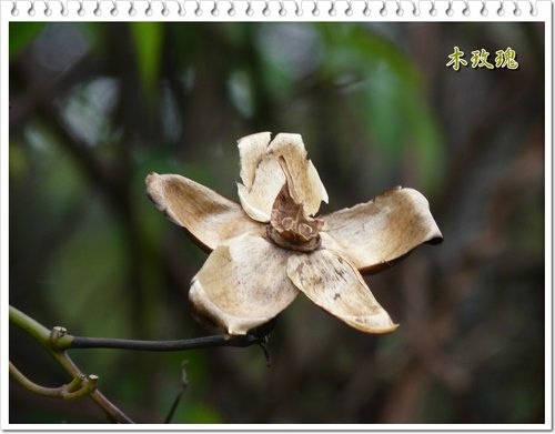 2012鳳梨鼠尾草。印度莕菜。木玫瑰果實16.jpg